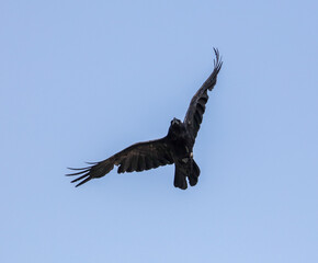 Black raven in flight against the sky