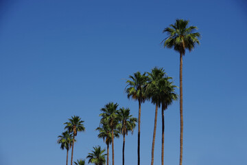 Obraz premium Tall California fan palms under bight blue sky