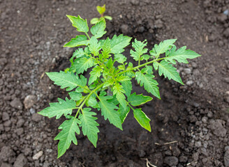 Young tomato seedling in the ground.