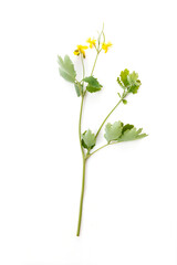 Fototapeta na wymiar Celandine yellow flowers isolated on white background