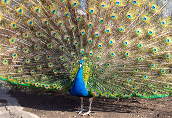 Obraz premium Portrait of a peacock in nature.