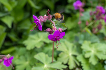 bumblebee on a flower