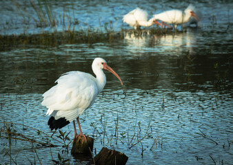 ibis in the water