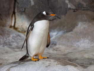 Portrait of a penguin in the park.