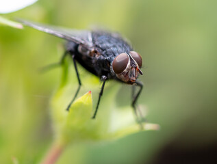 Fly on a green leaf in nature.