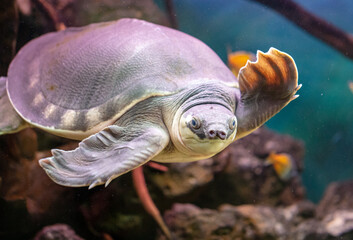 Portrait of a turtle swimming underwater