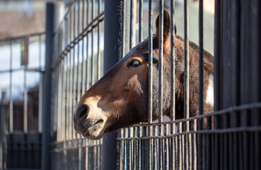 Portrait of a horse behind a metal fence.