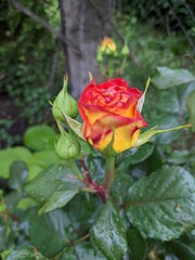 red rose in garden