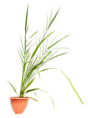Small date palm in a pot on a white