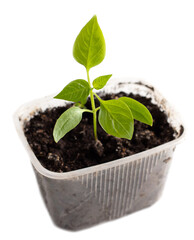 Small paprika sprout isolated on white background.