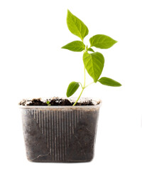 Small paprika sprout isolated on white background.