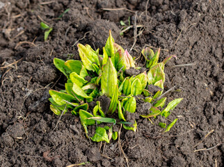 Green sorrel leaves in the ground in early spring.