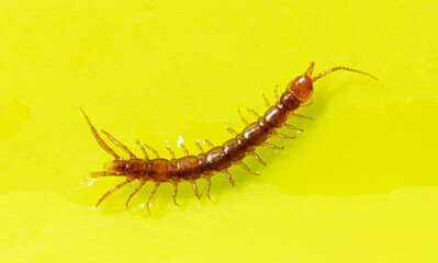 Centipede isolated on yellow background.