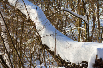 A large layer of snow on a tree growing at an angle in a winter forest