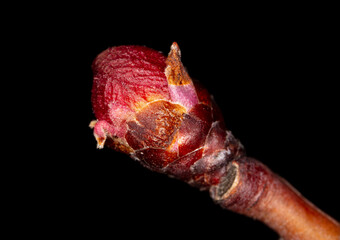 Flower bud on a branch of apricot isolated on black background.