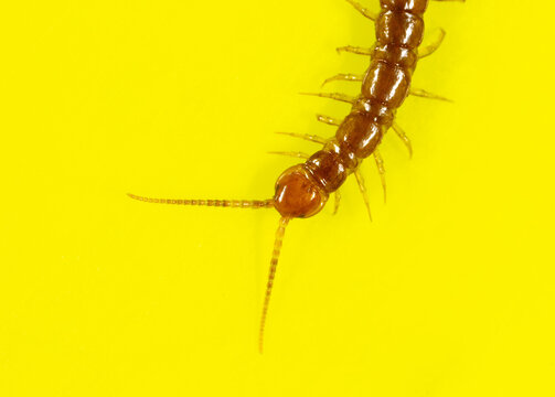 Centipede isolated on yellow background.