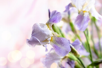 Lilac iris with raindrops on a light background