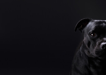 Portrait of half face serious looking at camera dog Staffordshire bull terrier on black background, banner for advertising. Concept of pets, animal care, veterinary medicine, pet supplies, pet food