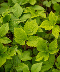 Green leaves in nature as a background.