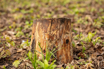 Stump in the park in spring.