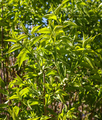 Obraz premium Green leaves in nature as a background.