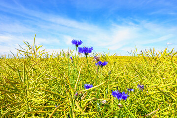 Cornflowers in a rapeseed field in the summer with a blue sky