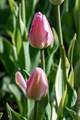 Bright flowers tulips in spring close-up on a sunny day