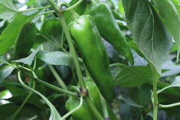 Sweet green peppers on plant garden. 