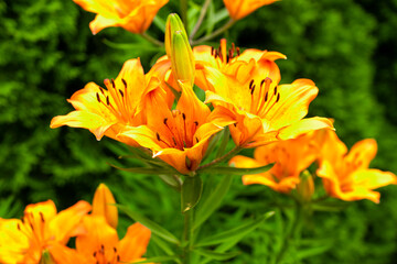 orange lily on a background of green leaves