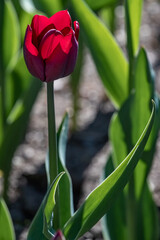 Fototapeta premium Bright flowers tulips in spring close-up on a sunny day