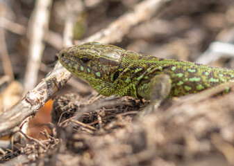 Green lizard on the ground in spring.