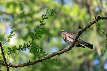 Ryabinnik. The blackbird is a mountain ash. Turdus pilaris.