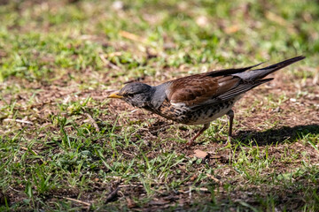Ryabinnik. The blackbird is a mountain ash. Turdus pilaris.