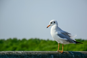 black headed gull