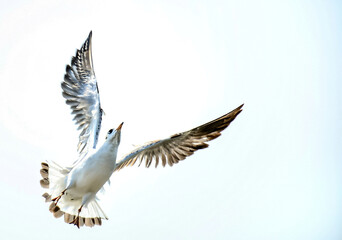 white dove in flight