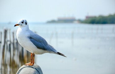 seagull on the beach
