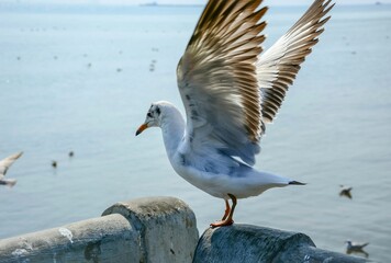 seagull on the sea