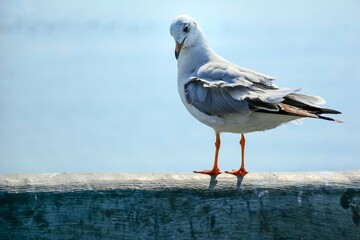 Obraz premium seagull on the pier