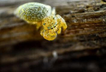 close up of fern