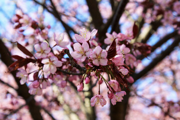Cherry flowers from Roihuvuori Park, Helsinki - 509834561