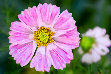 Obraz premium pink cosmos flower