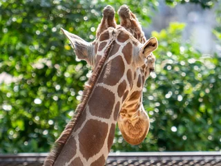 Gordijnen giraffe in zoo © Deeeesukeeee