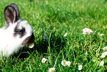 Little white rabbit on a background of blurred green grass. The rabbit is one month old