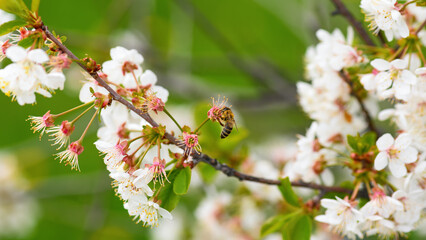 Bee and flower. Close-up of a striped bee collecting pollen on a cherry blossom on a green background.  Collection of honey. Summer and spring backgrounds