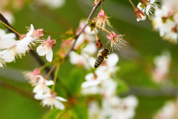 Bee and flower. Flying bee collecting pollen on a cherry blossom on a green background. Summer and spring backgrounds