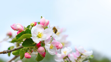 Bee and flower. Close-up of a striped bee collecting pollen on white-pink flowers an apple tree. ...