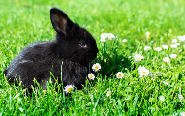 Obraz na płótnie Canvas Black rabbit sits on a background of blurred green grass. The little rabbit is one month old