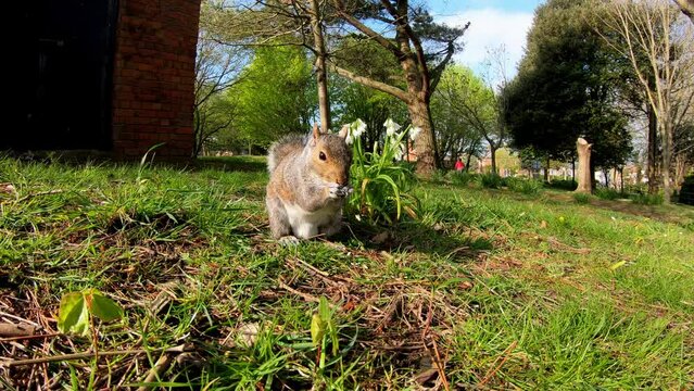 Close Up of Squirrel Foraging and Eating in the Sun