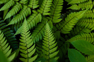 Naklejka na ściany i meble Overgrown fern leaves in the shade, close-up 2