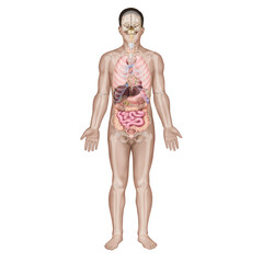Medical illustration explaining the organs of the human body